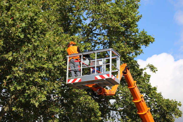 Best Tree Trimming and Pruning  in Lincoln Rk, PA